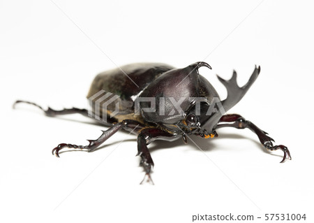 Beetle 57531004