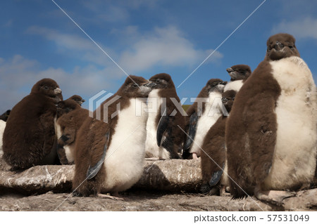 Rockhopper penguin chicks standing on rocks Rockhopper penguin chicks standing on rocks 57531049