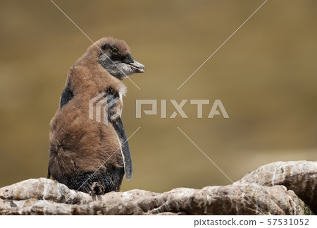 Close up of a molting Rockhopper penguin chick Close up of a molting Rockhopper penguin chick 57531052