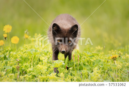 Arctic fox in the meadow in summer Arctic fox in the meadow in summer 57531062