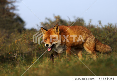 Close up of a red fox in the meadow Close up of a red fox in the meadow 57531064