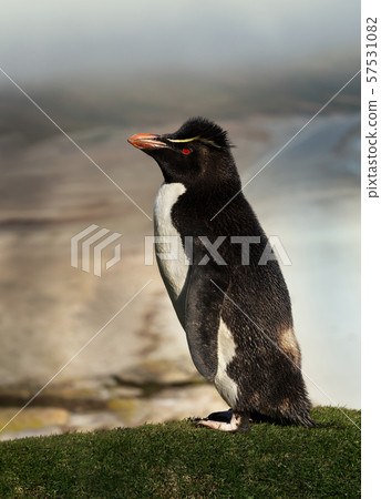 Close up of Southern rockhopper penguin Close up of Southern rockhopper penguin 57531082