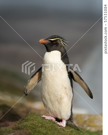 Close up of Southern rockhopper penguin Close up of Southern rockhopper penguin 57531084