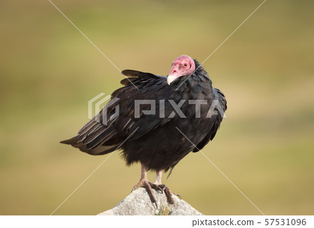 Close up of a Turkey vulture perched on a rock Close up of a Turkey vulture perched on a rock 57531096