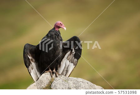 Close up of a Turkey vulture perched on a rock Close up of a Turkey vulture perched on a rock 57531098