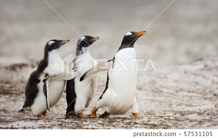 Two Gentoo penguin chicks chasing after the parent Two Gentoo penguin chicks chasing after the parent 57531105