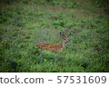 Ezo deer 57531609