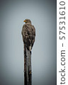 White-tailed eagle 57531610
