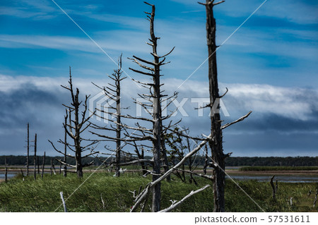 Todwara Todwara 57531611