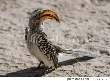 Yellow Billed Hornbill sits on the sand, scanning his horizon Yellow Billed Hornbill sits on the sand, scanning his horizon 57531787