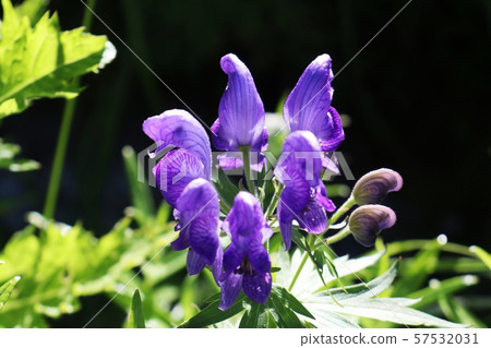 Torikabuto花 Torikabuto花 57532031