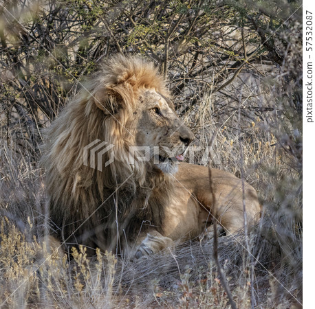 Adult male lion lies down in the short dry grass Adult male lion lies down in the short dry grass 57532087