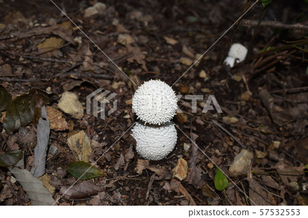 Shiroonitake Shiroonitake 57532553