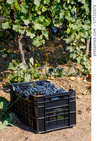 Vendemmia - grape harvest in a vineyard Vendemmia - grape harvest in a vineyard 57532872