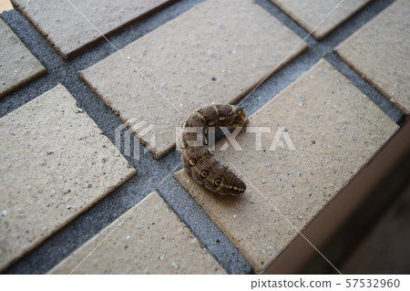 Caterpost毛蟲幼蟲 Caterpost毛蟲幼蟲 57532960