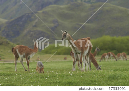 Wildlife of Patagonia 57533091