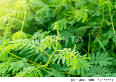 Young shoots of giant mimosa, thorny Young shoots of giant mimosa, thorny 57533664