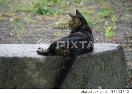 Back view of a stray cat lying on a rock Back view of a stray cat lying on a rock 57533740