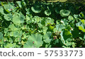 Lotus leaf 57533773