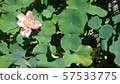 Lotus 57533775