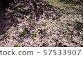 Sakura carpet 57533907