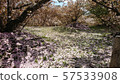Cherry Blossoms	 57533908