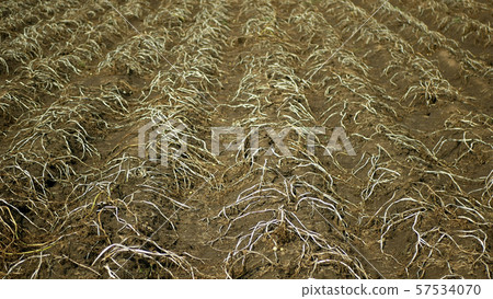 Drought dry field land with potato leaves Solanum tuberosum potatoes, drying up the soil cracked 57534070
