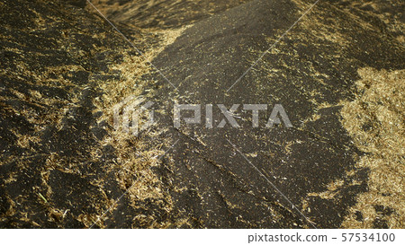 Warehouse pile rapeseed or rape store, oilseed rape black and other cereals and grain heap mound Warehouse pile rapeseed or rape store, oilseed rape black and other cereals and grain heap mound 57534100