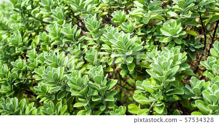 Leaves of plant as background, texture Leaves of plant as background, texture 57534328