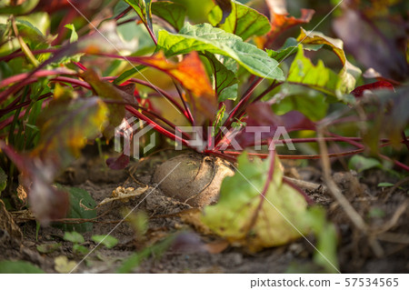 Close-up image of beets on garden beds on summer 57534565