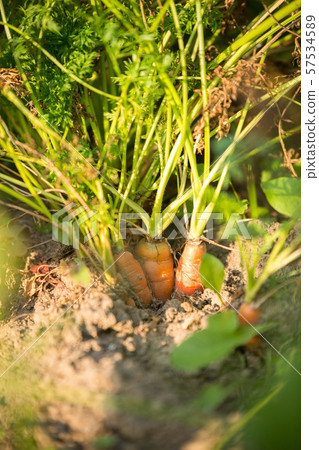 Photo of carrots in garden on summer Photo of carrots in garden on summer 57534589