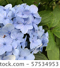 hydrangea   57534953