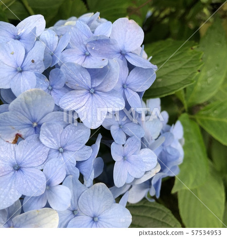 hydrangea hydrangea 57534953