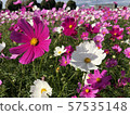 Cosmos 57535148