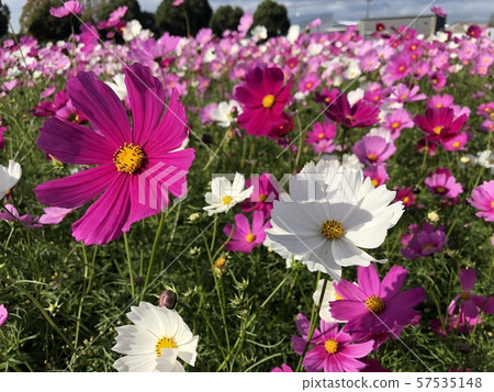 Cosmos Cosmos 57535148