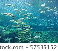 Aquarium 57535152