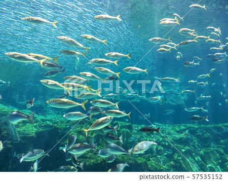 Aquarium Aquarium 57535152