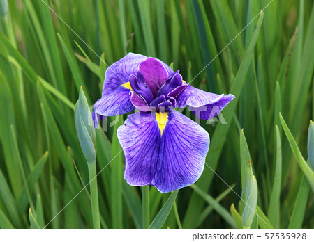 Kitayama Park (5) 57535928