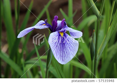 Hanashobu (9) to open petals beautifully arranged 57535948
