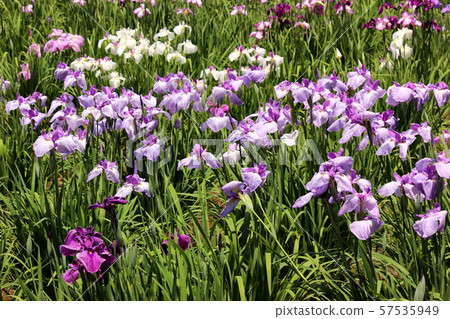 東村三郎節的北山公園（9） 57535949