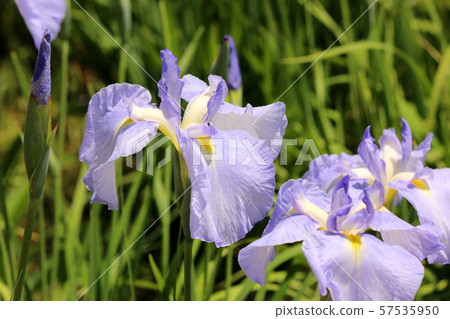 精緻淺色hanashobu(2) 精緻淺色hanashobu(2) 57535950