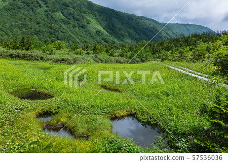 Ikebuchi: Tsugaike Nature Park Kitazumi-gun Otari Ikebuchi: Tsugaike Nature Park Kitazumi-gun Otari 57536036