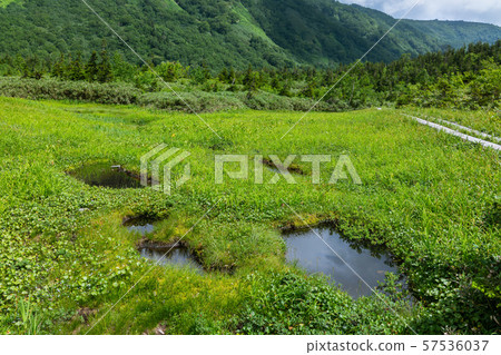 Ikebuchi: Tsugaike Nature Park Kitazumi-gun Otani Ikebuchi: Tsugaike Nature Park Kitazumi-gun Otani 57536037