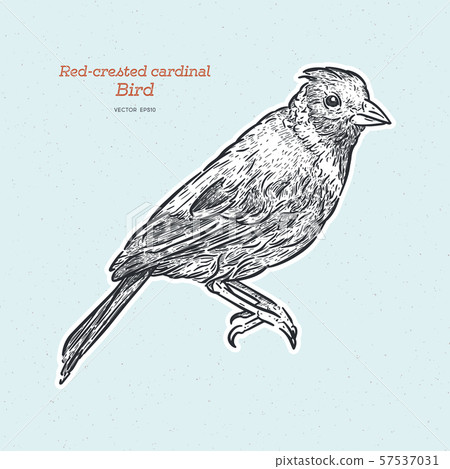 Red-crested cardinal, Paroaria coronata, single Red-crested cardinal, Paroaria coronata, single 57537031