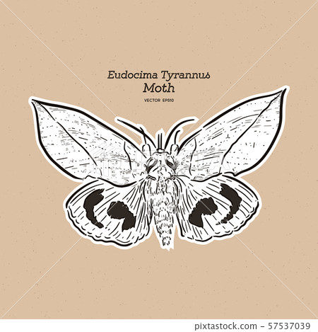 Eudocima tyrannus is a moth of the family 57537039