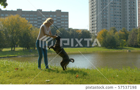 Young woman playing with her dog in park Young woman playing with her dog in park 57537198