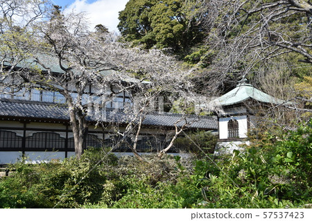 Yuiyoji Temple Fujisawa Yuiyoji Temple Fujisawa 57537423