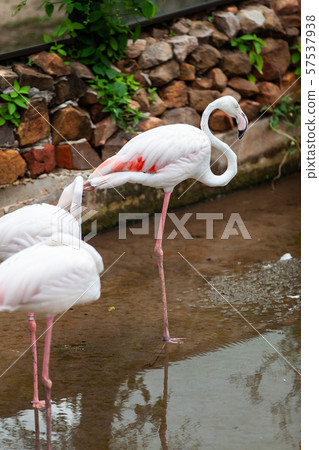 Beautiful pink flamingo in the zoo.. Beautiful pink flamingo in the zoo.. 57537938