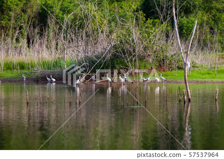 Asian openbill or Asian openbill stork on trees in Asian openbill or Asian openbill stork on trees in 57537964