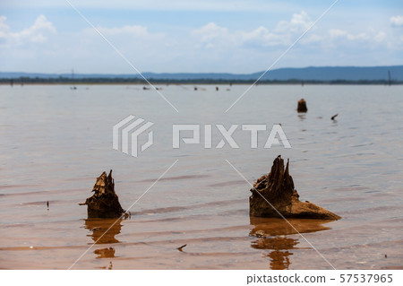 Tree stump and their reflections in the dam. Tree stump and their reflections in the dam. 57537965